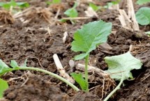 下雨天为什么不能种油菜，原因是土壤中的水分过多、油菜的根系容易缺氧