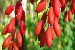 山茱萸怎么种植管理，主产于陕西、甘肃、湖南等地