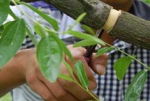 枣树怎么嫁接，是为了阻止树上部养分向根系输送