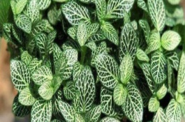 养殖白网纹草怎么防治病虫害，3-4叶期摘除植株顶端刚萌发的嫩叶