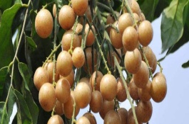 黄皮果种植的气候条件，是芸香科、黄皮属植物