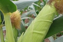 闽甜糯816玉米栽培技术要点，综合防治病虫害