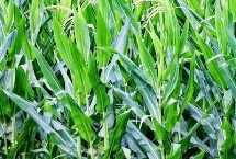 雷单1号玉米栽培技术要点，中抗茎腐病