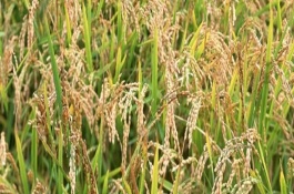 通粘6水稻栽培技术要点，每亩有效穗数23.3万