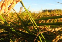 华研6水稻栽培技术要点，该品种主茎12片叶