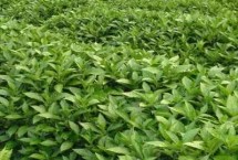 青黛的繁殖方法，播种前需浸种