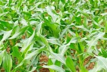 明科玉8号玉米栽培技术要点，出苗至成熟105～140天