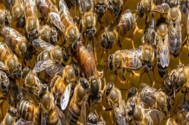 蜂群失王的原因，蜂王患病是最常见的原因