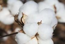 浙大7号棉花栽培技术要点，该品种全生育期117.5天