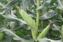 保玉176玉米栽培技术要点，适宜密度每亩4500株