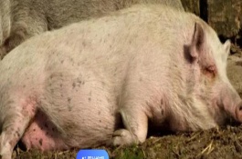 母猪产后便秘不吃食有什么办法，产后的10-15天内主喂稀粥料