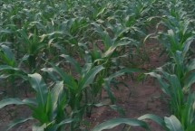 MC874玉米栽培技术要点，中等肥力以上地块栽培