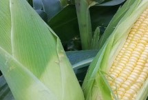 立原296玉米栽培技术要点，适宜密度为每亩5000株左右