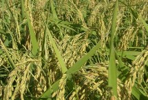 广和优华占水稻栽培技术要点，综合防治病虫害