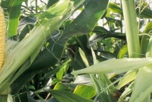 强盛292玉米栽培技术要点，4月下旬至5月上旬播种