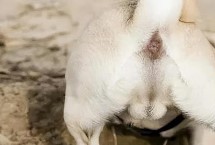 狗狗肛门腺炎的症状，早期患犬表现出不断舔舐肛门
