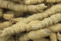 巴戟天的分布，根据情况选择种子、扦插或块根繁殖