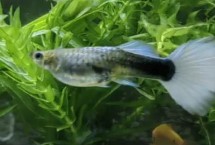 孔雀鱼会被撑死吗，投喂膨化的饲料可能会撑死