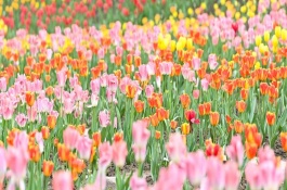 郁金香有什么花语，代表爱的宣言、高贵的爱、珍贵友谊