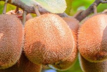 猕猴桃施肥要点，病虫梢、徒长枝要及时剪除