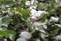 豫棉601棉花栽培技术要点，转单价抗虫基因常规春棉品种