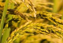 我国水稻之父是指，袁隆平院士被誉为“杂交水稻之父”