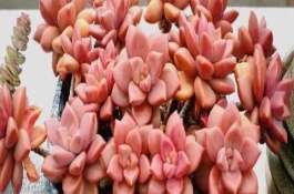 姬胧月为什么掉叶子，千万不要使其缺乏光照