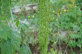 苦瓜怎么修剪才可以高产，悬挂黄板可以起到诱杀效果