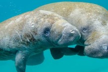 海牛的介绍，外形相似