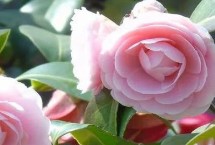 山茶花如何修剪，可采用播种、扦插等方式