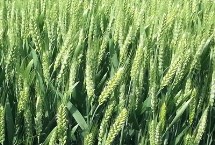 裕麦198小麦栽培技术要点，生育期193.6天