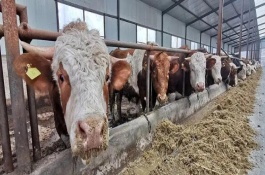 母牛不打栏用什么药，可能是饲喂了发霉变质的饲料或体重太胖等