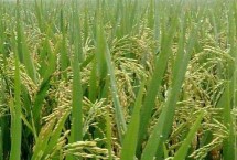 徐稻13号水稻栽培技术要点，每亩基本苗10万左右