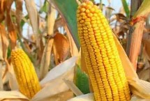 金园59玉米栽培技术要点，4月下旬至5月上旬播种