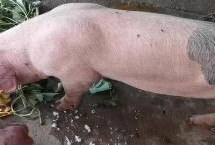 乳猪拉稀用什么药，需要立刻将猪隔离到单独的圈舍中