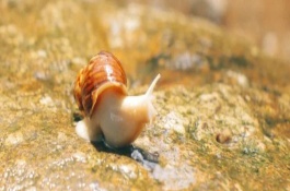 蜗牛属于害虫还是益虫，会大面积破坏农作物