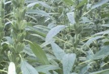 芝麻怎么施肥，主要原因是品种抗倒伏性较差