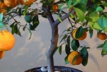 种植橙子树怎样施肥，不良天气、养分不足等都会导致