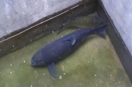 青鱼和草鱼哪个长得快，青鱼长得比较快