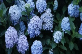 无尽夏在几月份长花苞，通常在每年4月份开始长花苞