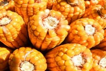 机玉665玉米栽培技术要点，中抗小斑病