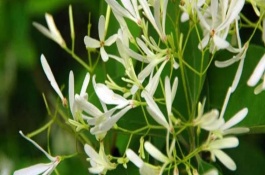 夜来香的养殖方式，香气浓郁不适合放在卧室养殖