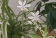 吊兰开花时间，通常集中在5-8月份开放