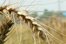 扬辐麦17小麦栽培技术要点，与对照品种扬麦20熟期相当