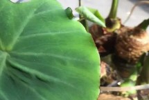 芋头种植埋多深，选择透气性好的花盆