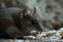 被老鼠咬了怎么办，会咬人但概率不高