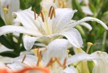 百合花的开花时间，遇到特殊节日往往会涨价