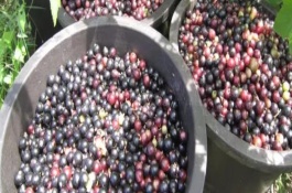 黑加仑能放在冰箱里吗，果实变黑并产生白霜便代表成熟