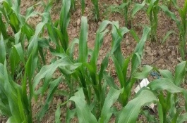 绿玉472玉米栽培技术要点，该品种株型半紧凑