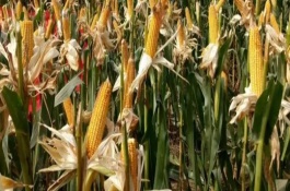 高亢718玉米栽培技术要点，生育期春季平均114天